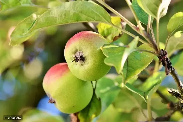 Elephant Apple Plant  Apple Plant kingdom17-thumb0