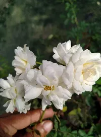 Rose Plant  Creeping rosesBunch of roses-thumb2