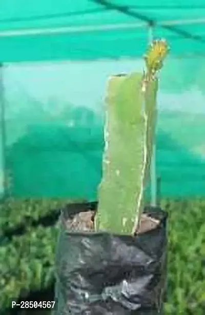 Dragon Tree Hylocereus undatus-thumb0