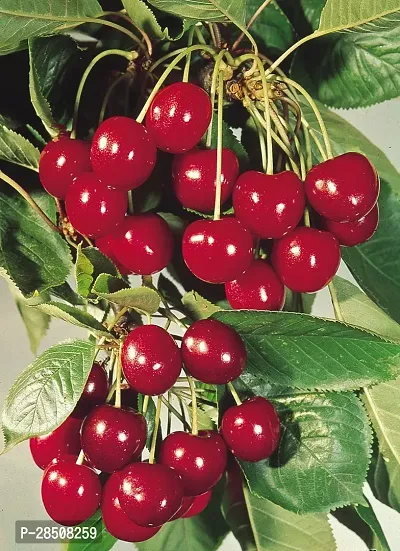 Cherry Fruit Plant  Cherry Plant kingdom61-thumb2