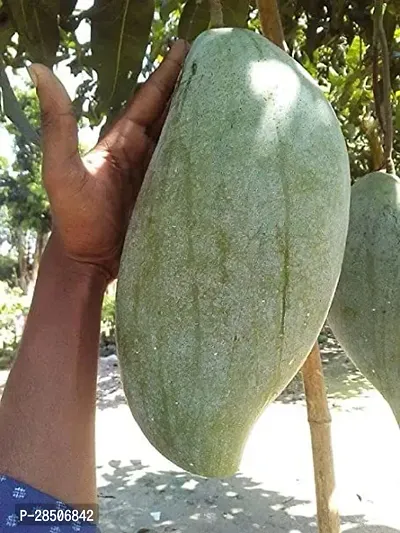 Mango Plant  Mango Model Name 4kg mango Plant