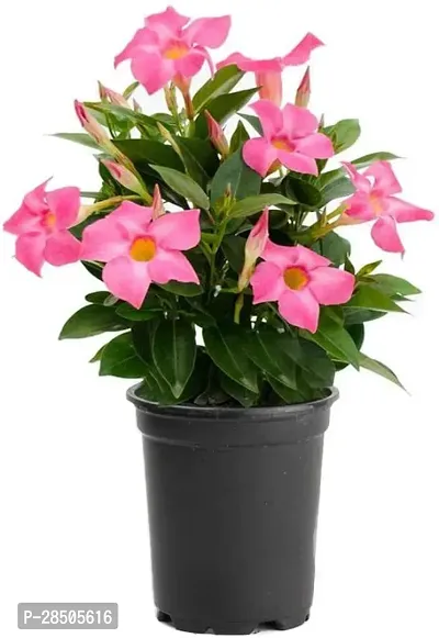 ZZ Plant  PB honey priya Mandevilla857-thumb0