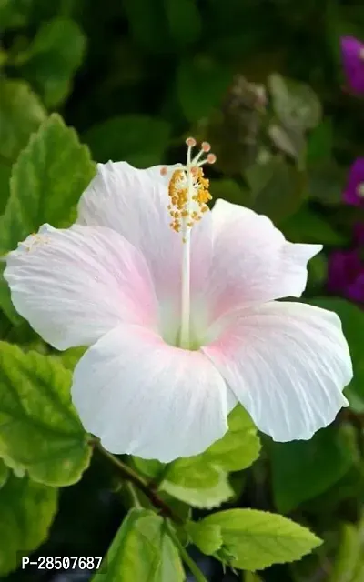 Hibiscus Plant  Hibiscus Plant heaven58-thumb0