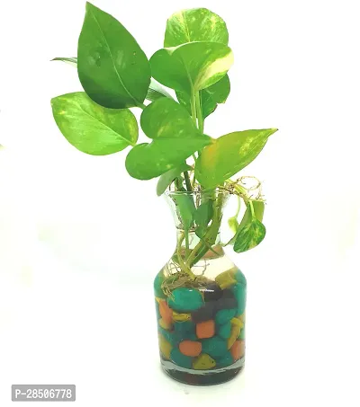Money Plant  money Plant  in potpurie glass pot with colorful stones