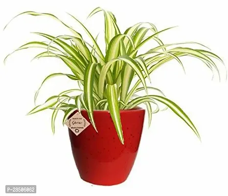 Spider Plant  Spider Plant  In Plastic Pot With Decorative-thumb0