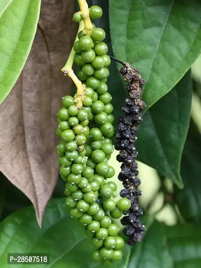 Black Pepper Plant  Black paper Model Name Neelamunde Plant-thumb0