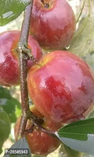 Ber Apple Plant  Rare Kashmiri Apple Ber Thailand variety fruit Jujube Fruit Grafting Live Plant-thumb0