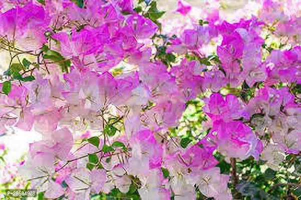 Bougainvillea Plant  Bougainvillea Plant-thumb0