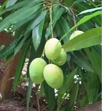 Mango Plant  Plant SNSEED Mango816-thumb1