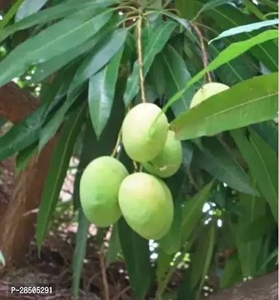 Mango Plant  Plant SNSEED Mango816-thumb2