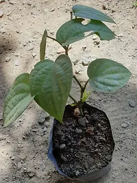 Black Pepper Plant  BLACK PEPPER-thumb1