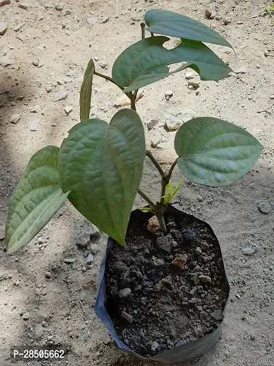 Black Pepper Plant  BLACK PEPPER-thumb2