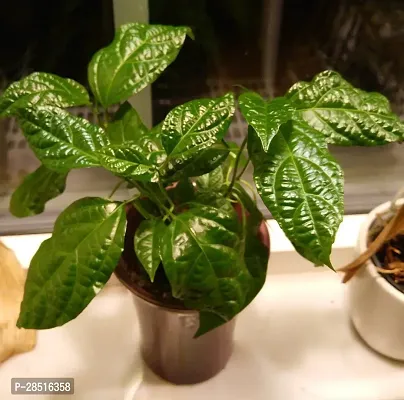 Natural Live Plant for Home Garden-thumb0