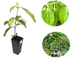 Natural Live Plant for Home Garden-thumb1