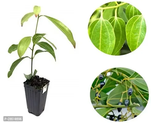 Natural Live Plant for Home Garden-thumb2