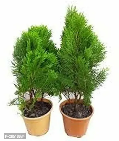 Natural Live Plant for Home Garden-thumb0