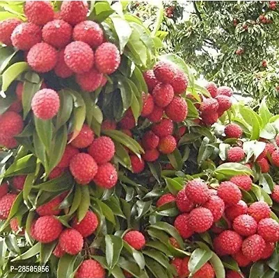 Litchi Plant  Hybrid Live Litchi Plant HPrice Litchi-thumb0