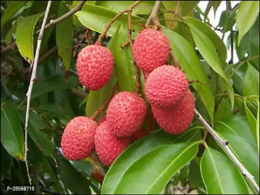 Earth Angels Litchi Plant Gardens Live LitchiLychee Lychi Layering Dwarf Fruit Healthy Plant (1 Plant)-thumb0