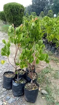 Star Fruit Carambola Grafted Plant  Sweet KamrakStar FruitCarambola Tree Plant  Saplings Hybrid Grafted Suitable for Bonsai 30 cm-thumb2