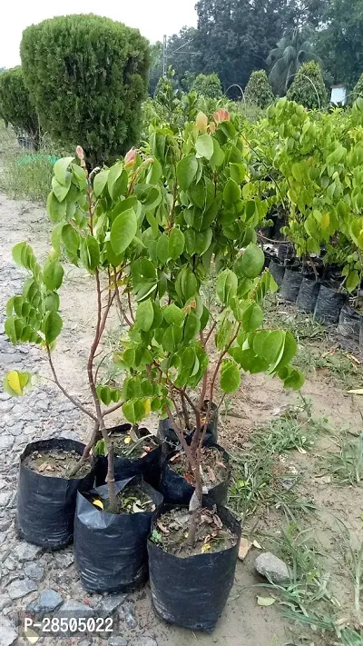 Star Fruit Carambola Grafted Plant  Sweet KamrakStar FruitCarambola Tree Plant  Saplings Hybrid Grafted Suitable for Bonsai 30 cm-thumb3