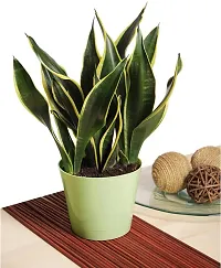 Earth Angels Snake Plant SNAKE PLANT VCQQ-thumb2