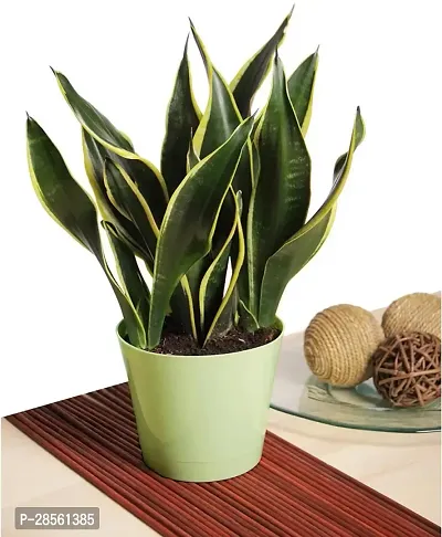 Earth Angels Snake Plant SNAKE PLANT VCQQ-thumb3