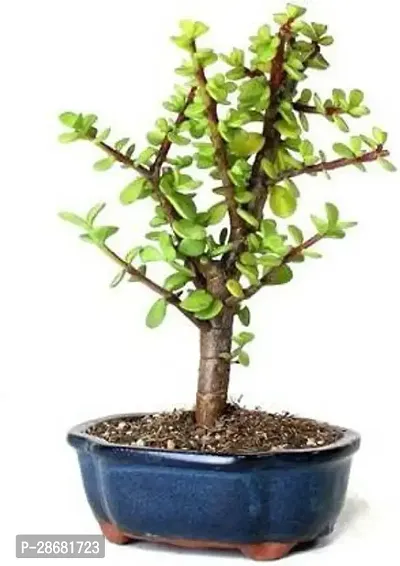 Earth Angels Jade Plant jade plant 0009-thumb0