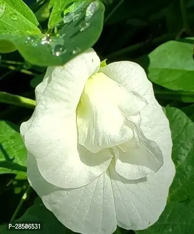 Aparajita Butterfly Pea Plant  Aparajita White Double Flowering Medicinal Plant-thumb0