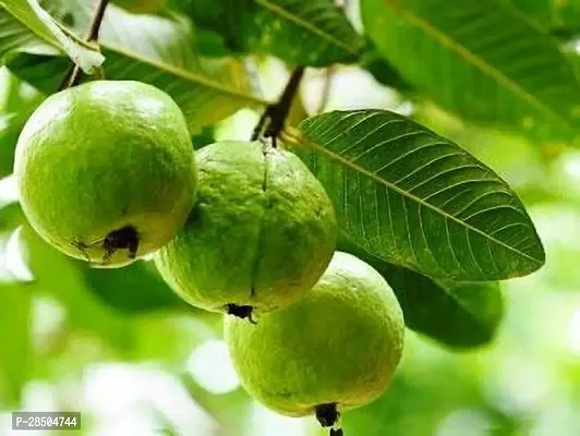 Guava Plant  Saraswati Gardens Live GuavaAmrood Healthy Fruit Plant  1 Healthy Live Plant  With Plastic Bag-thumb0