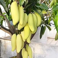 Mango Plant  Thai Banana Variety Grafted Fruit Live Plant s and Tree 1 5 2 Ft Size-thumb1