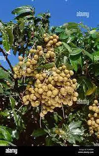 Litchi Plant  Ashfal XOxy-thumb1