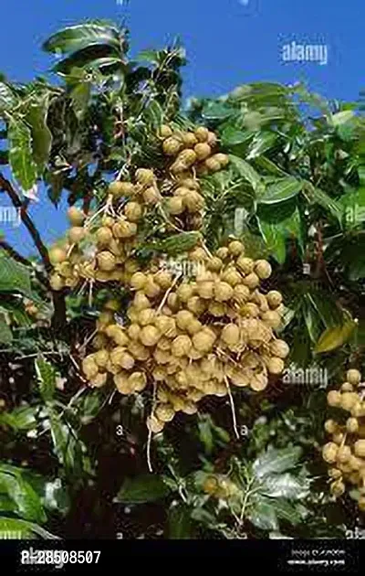 Litchi Plant  Ashfal XOxy-thumb2