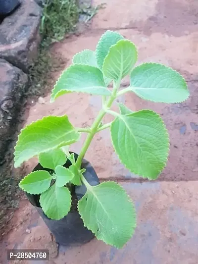 Ajwain Plant  Ajwain Plant 0oom-thumb0