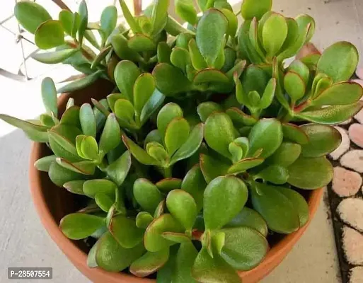 Jade Plant  Jade Plant heaven145-thumb0