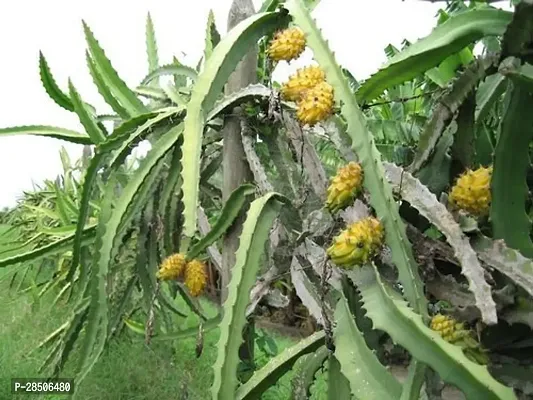 Dragon Tree Yellow Dragon Live Plant-thumb2