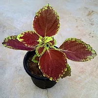 Earth Angels Coleus Plant Coleus-thumb1