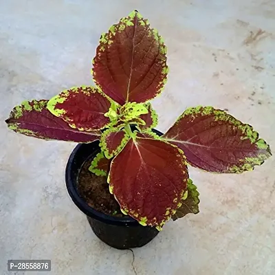 Earth Angels Coleus Plant Coleus-thumb2