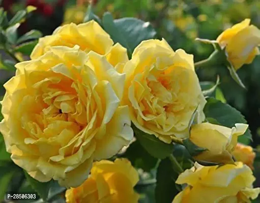 Rose Plant  Guruji Plant ation   Live Yellow Color Rose Plant-thumb0