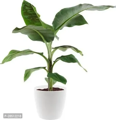 Natural Live Plant for Home Garden-thumb0