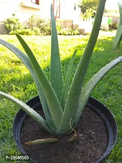 Aloe Vera Plant  Aloevera XPBReba20-thumb0