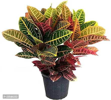 Hibiscus Plant  Croton motapata xPlant genic10