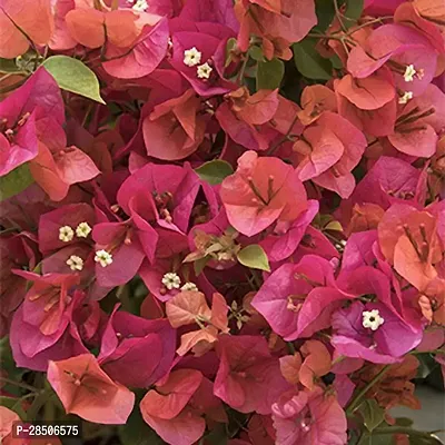 Bougainvillea Plant  HVLIVE 227-thumb0