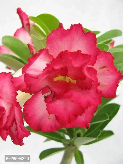 Adenium Plant  Adenium Plant  34-thumb0