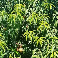 Mango Plant  Mango Plant  With Black Pot 07-thumb1