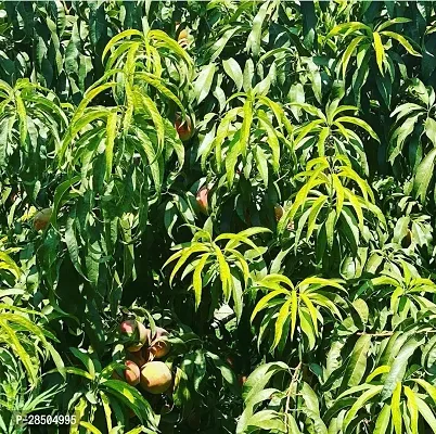 Mango Plant  Mango Plant  With Black Pot 07-thumb2