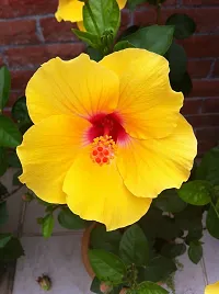 Earth Angels Hibiscus Plant Hibiscus Yellow Plant-thumb1