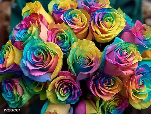 Rose Plant  RAINBOW ROSE-thumb0