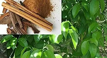 Cinnamon Plant  DARCHINI Plant  xnewdeb854-thumb2