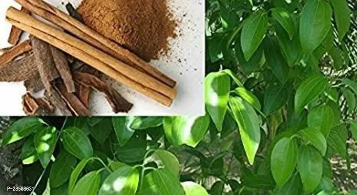 Cinnamon Plant  DARCHINI Plant  xnewdeb854-thumb3