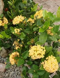 Ixora Mini Pink Flowering Plant  Rongon xnewdeb55-thumb1